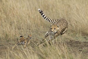 Group Safari to the Serengeti